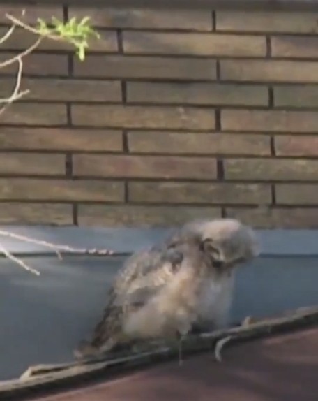 Нагадил и улетел