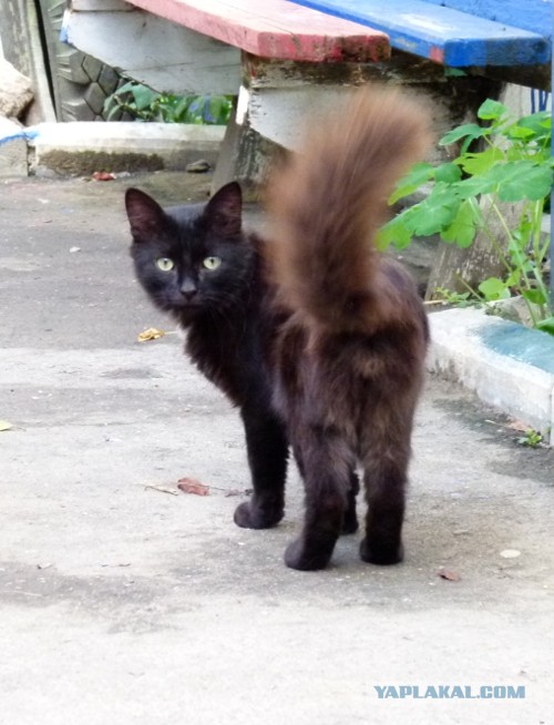 Котовторник   27.08.2013