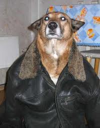 Тёща из старой куртки сделала комбинезон для пса
