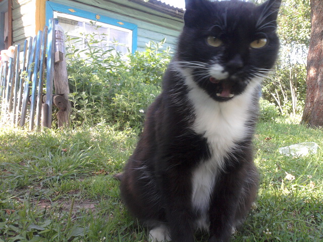 Котовторник 4.02.2014