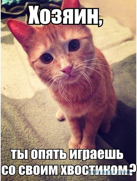Маленькая грудь правит миром, и у нее на это пять причин