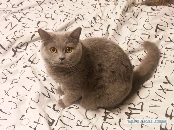 Котовторник 01.04.2014