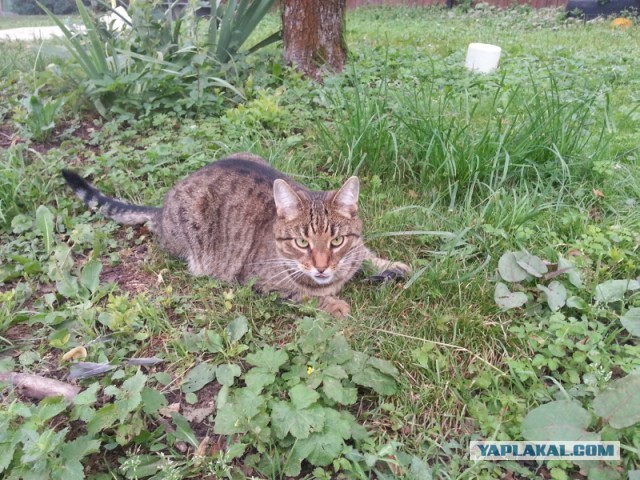 Кота атаковал собственный обед
