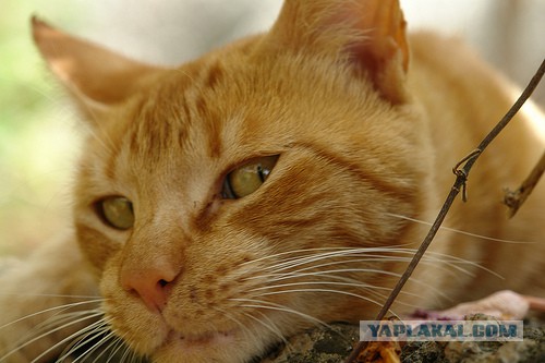 Украина готова доказать причастность России