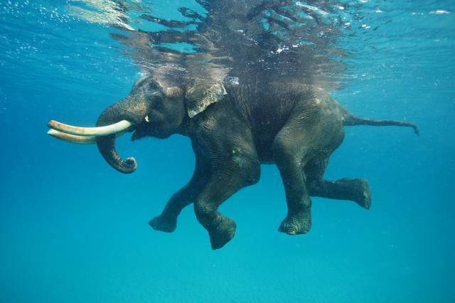 National Geographic,избранное...