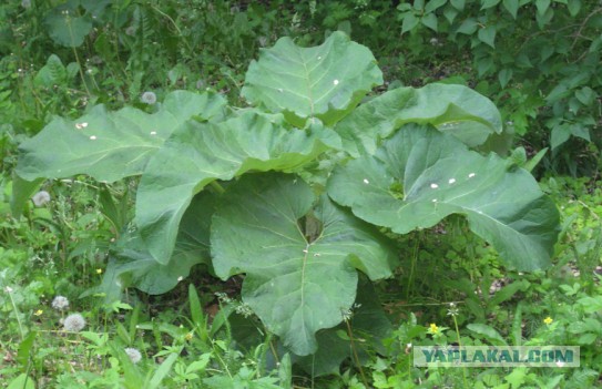 Ватерклозет