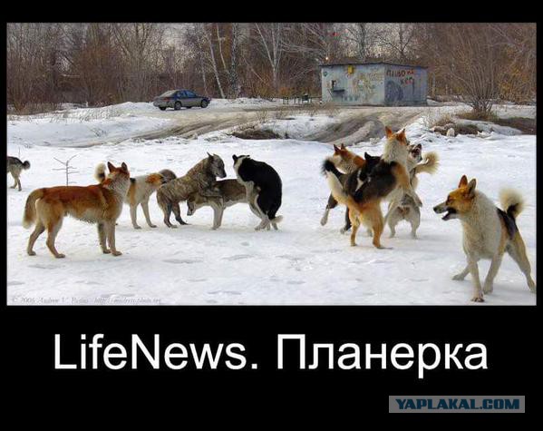 Сотрудник Lifenews гавкает на украинских коллег