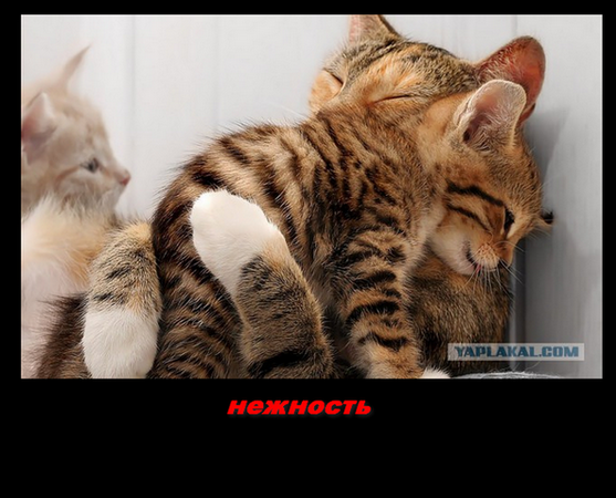 Собаки - прекрасные мамы!