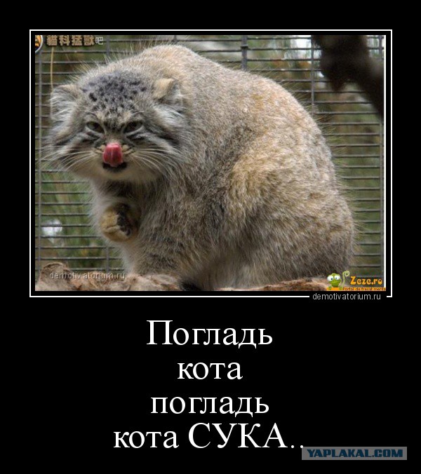 Вот бы с ними поваляться