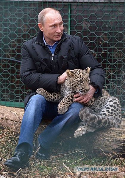 Владимир Путин с котом
