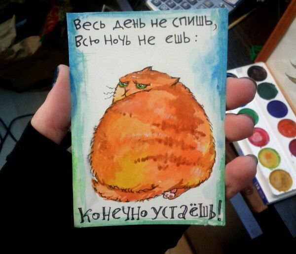 Прикольные коты
