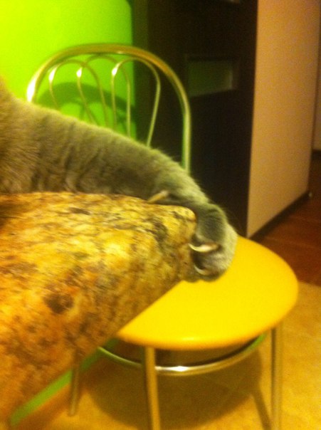 Котовторник 17.11.2015