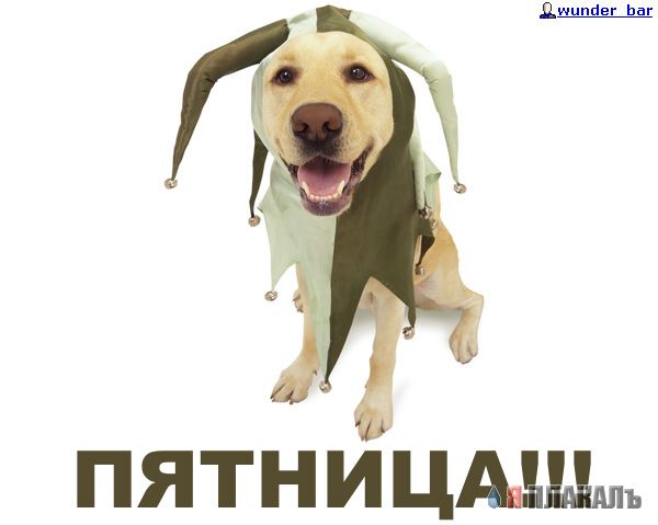 СОБАКИ и ЩЕНКИ. Все про собак!