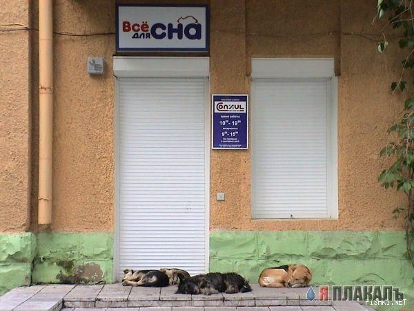 СОБАКИ и ЩЕНКИ. Все про собак!