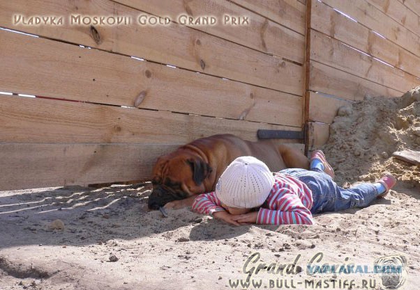 Собаки и дети