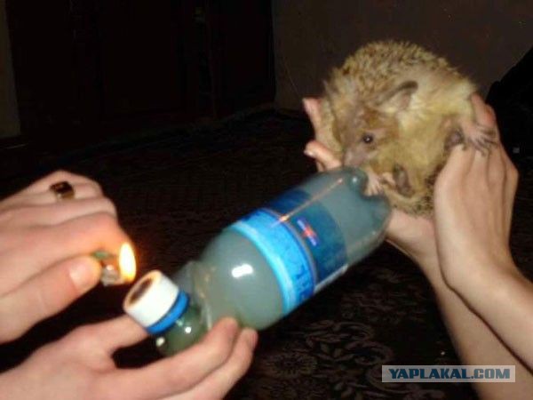 Секретная школа смертельных единоборств "Бурый медведь"