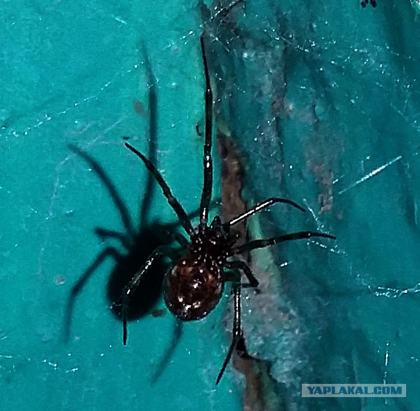 Клещ это паукообразное. Клещ ПАУКООБРАЗНЫЙ. Клещи пауки. Клещи паукообразные на подоконнике. Как выглядит клещ и паук.