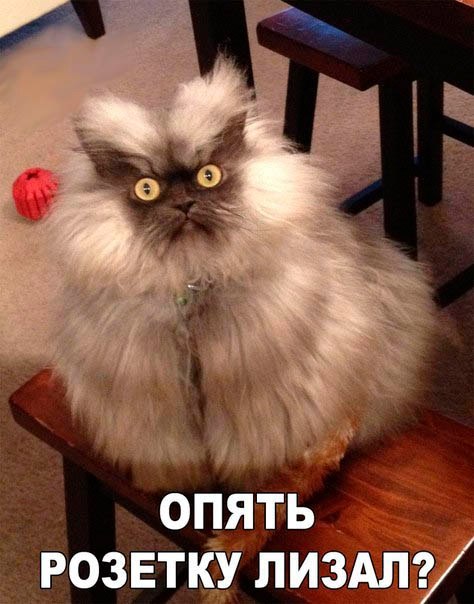 Мохнатые беспредельщики