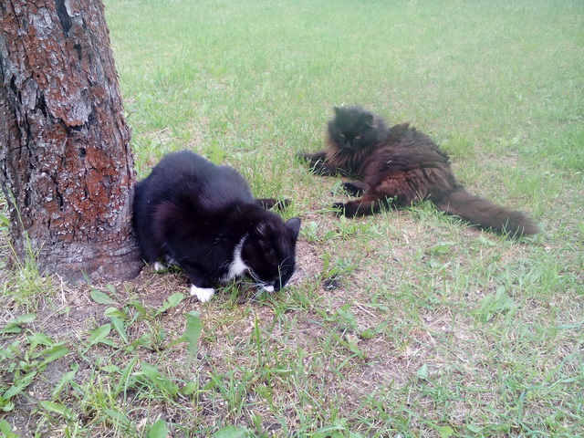 Котовторник 26.07 2016