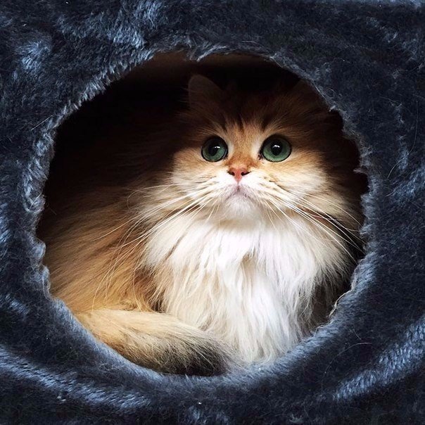 Прикольные животные