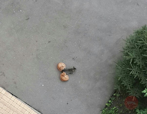 Винегрет фоток на пятницу...