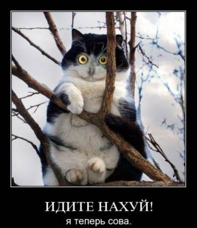 Порция картинок