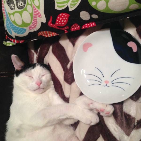Коты из сети