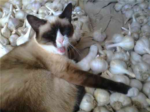 Коты из сети
