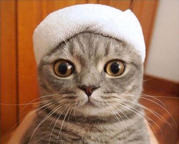 Коты из сети
