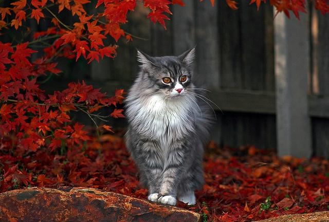 Коты из сети