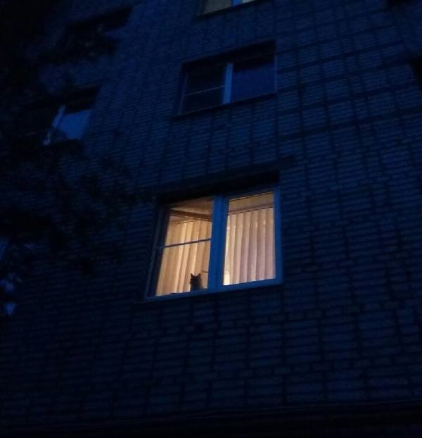 Коты и Кошки