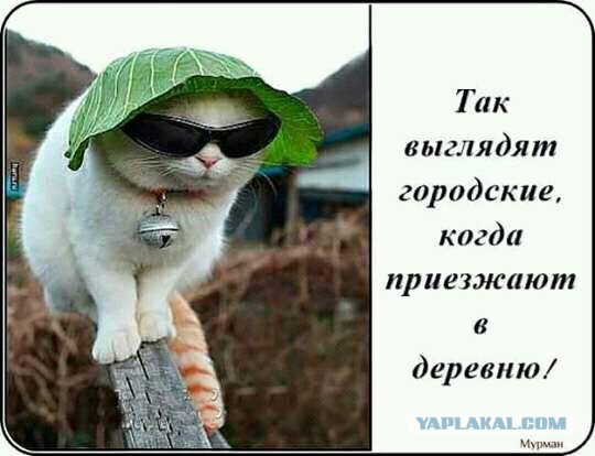 Порция "позитивных" картинок