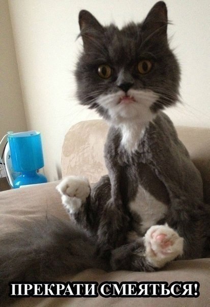 Коты и Кошки