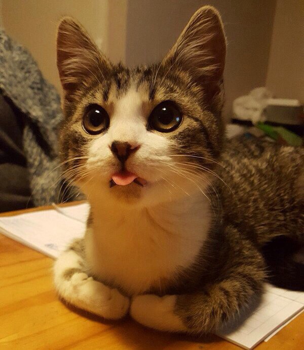 Коты и Кошки