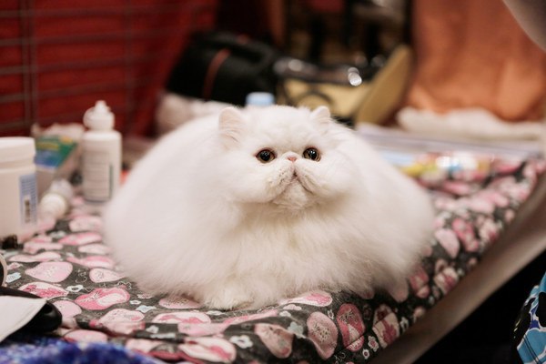 Коты и Кошки