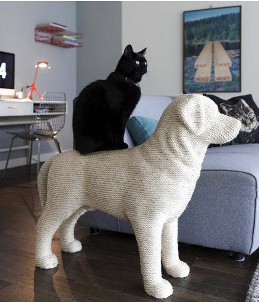 Коты и Кошки