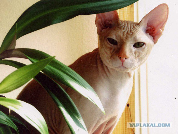 20 шикарных фотографий, в которых вся суть котов