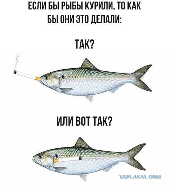 Доколе, я вас спрашиваю?
