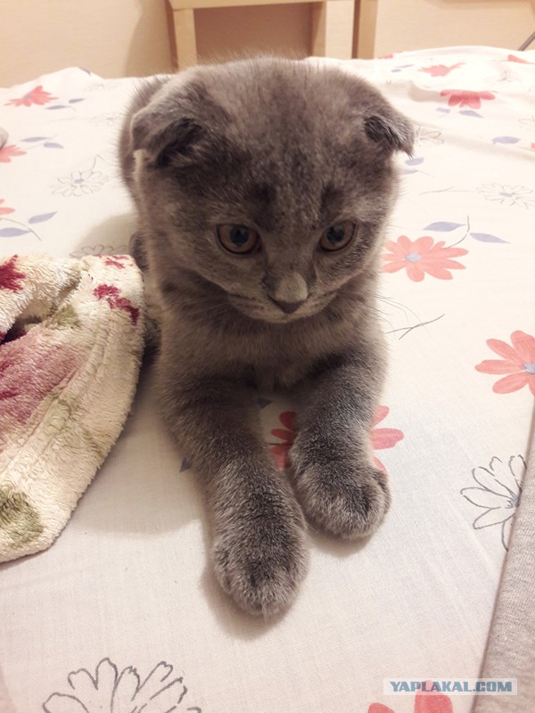 Котовторник 28.11.2017