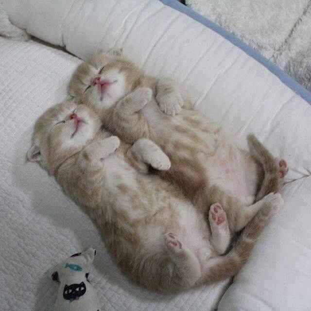 Прикольных котов пост