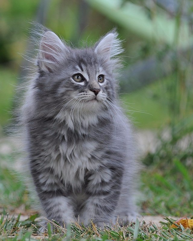 Сибирская Кошка Фото И Цена Котята