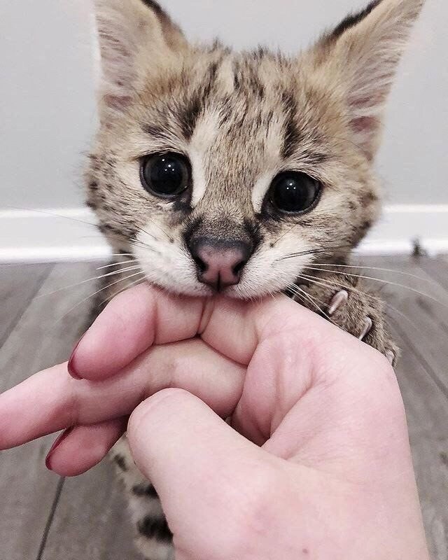 Кот без прикрас