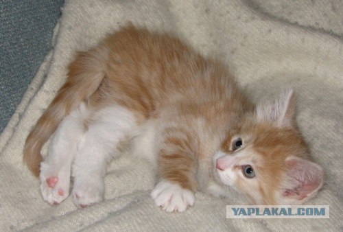 Котовторник на ЯПлакалъ (10.06.08), прикольные коты, добавляем свои!