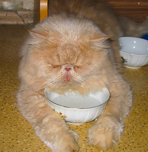 Котовторник, Весна, Цветы!