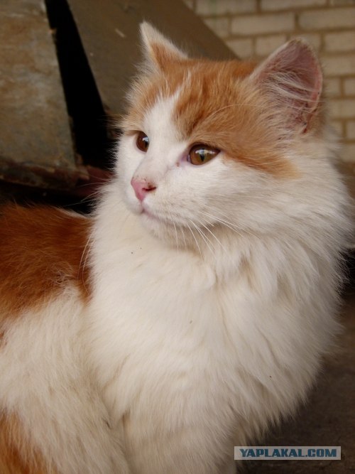 Котовторник уже сегодня!