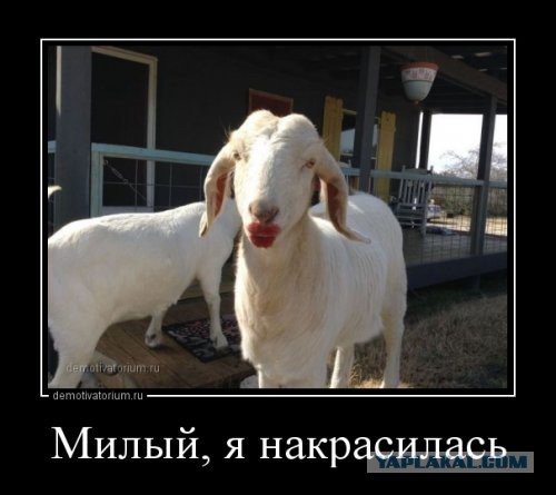 Про современных Аленей