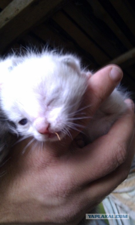 Котовторник 06.09.11