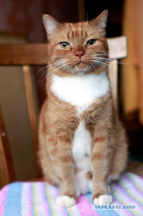 Котовторник! 08.11.11