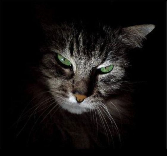 Котовторник 13.12.11 - магическе числа