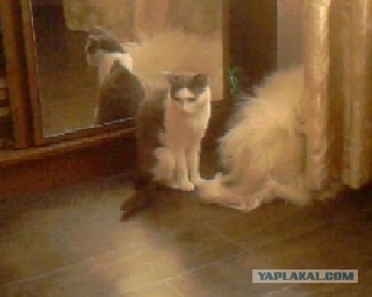 Котовторник! 13.03.2012